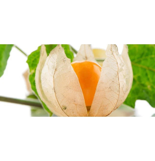 Raíz de Ashwagandha en Polvo Orgánica 200g