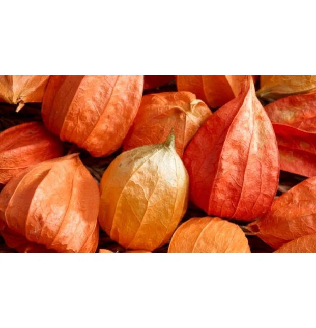 Raíz de Ashwagandha en Polvo Orgánica 200g