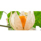 Raíz de Ashwagandha en Polvo Orgánica 200g