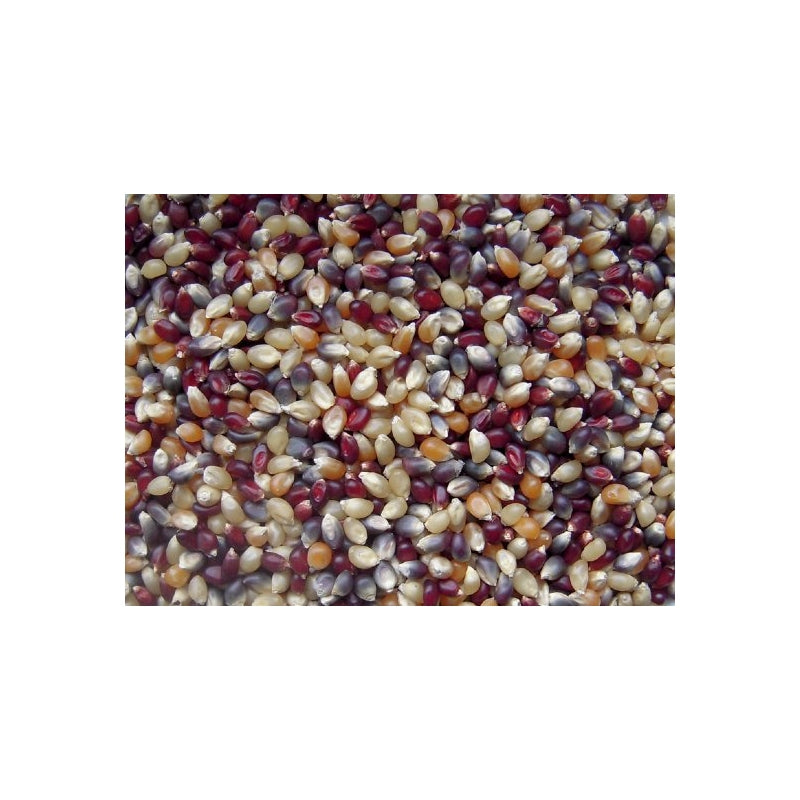 Maíz Palomero Orgánico Tricolor 500g (para palomitas)