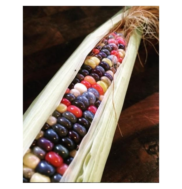 Maíz Palomero Orgánico Tricolor 500g (para palomitas)